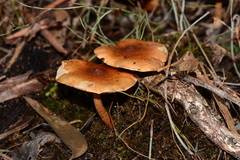 Pholiota communis