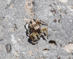 Habronattus virgulatus