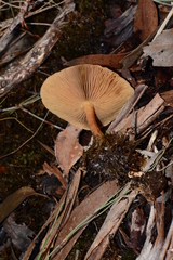 Pholiota communis