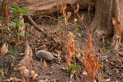 Indotestudo elongata