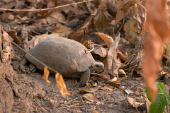 Indotestudo elongata