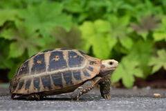 Indotestudo elongata