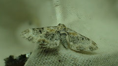 Eupithecia pulchellata