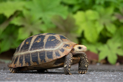 Indotestudo elongata