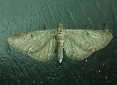 Eupithecia tripunctaria