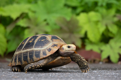 Indotestudo elongata