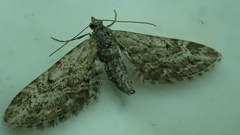 Eupithecia nanata