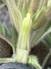Castilleja oresbia