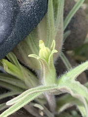 Castilleja oresbia