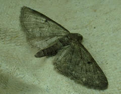 Eupithecia subfuscata