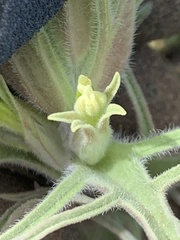 Castilleja oresbia