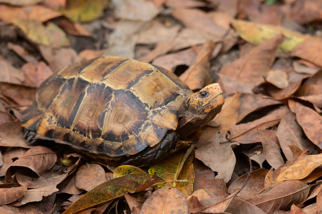 Impressed Tortoise