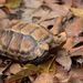 Impressed Tortoise - Photo (c) ayuwat, some rights reserved (CC BY-NC)