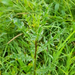 Cirsium arvense arvense
