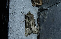 Ichneutica insignis