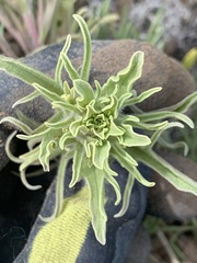 Castilleja oresbia