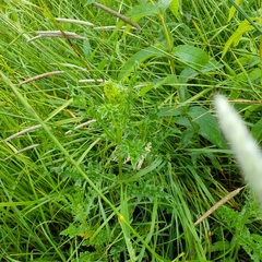 Cirsium arvense arvense