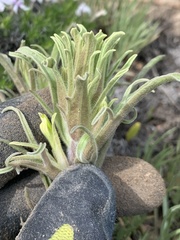 Castilleja oresbia