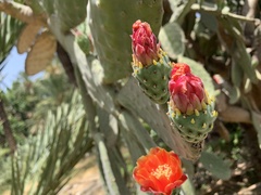 Opuntia