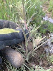 Castilleja oresbia