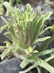 Castilleja oresbia