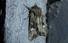 Ichneutica insignis