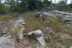 Aphyllodium biarticulatum