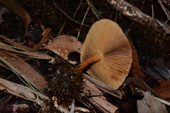 Pholiota communis
