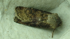 Agrotis clavis