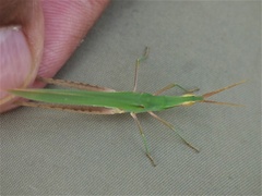 Acrida turrita