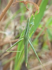 Acrida turrita
