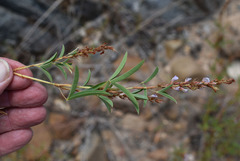 Aphyllodium biarticulatum