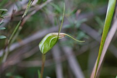 Pterostylis pedoglossa