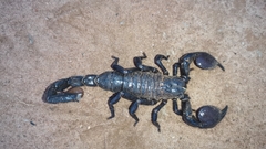 Pandinus imperator