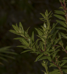 Gaultheria tenuifolia
