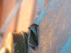 Bellura densa