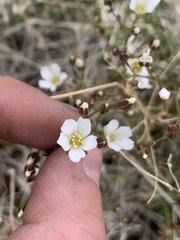 Eremogone macradenia