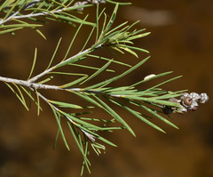 Melaleuca trichostachya