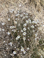 Eremogone macradenia