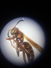 Polistes dorsalis clarionensis