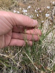 Eremogone macradenia