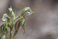 Pterostylis planulata
