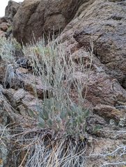 Eriogonum rupinum