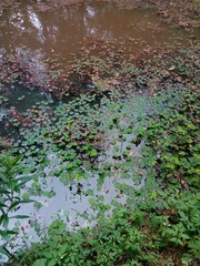 Marsilea quadrifolia
