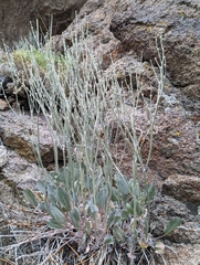 Eriogonum rupinum