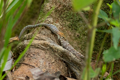 Dryophiops rubescens