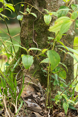 Dryophiops rubescens