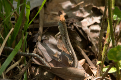 Dryophiops rubescens