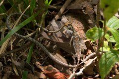 Dryophiops rubescens