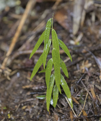 Diplolepis pachyphylla